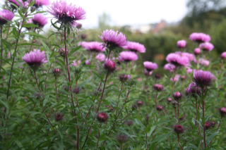Asters novae