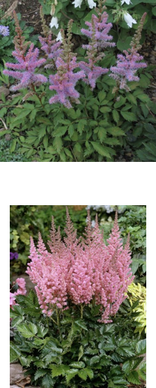 Astilbe