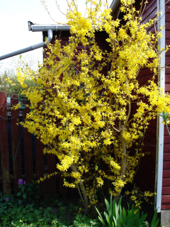 Forsytiavrgul
