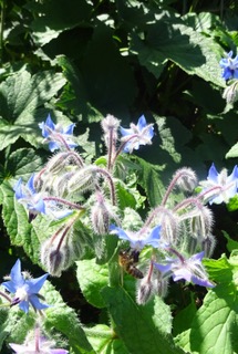 Hjulkrone