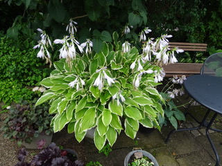 Hosta