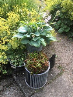 Hosta3