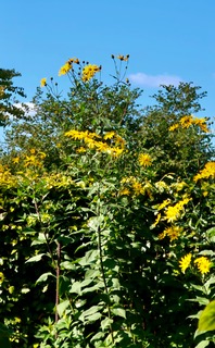 Jordskak i blomst