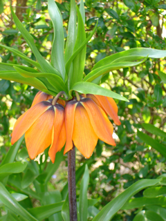 Kejserkrone