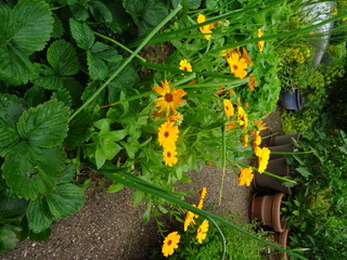 Morgenfruer