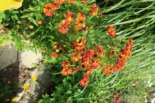 Solbrud2