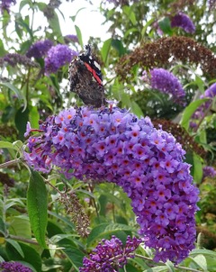 Sommerfugleblomst2