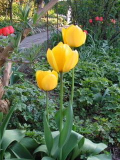 Tulipan