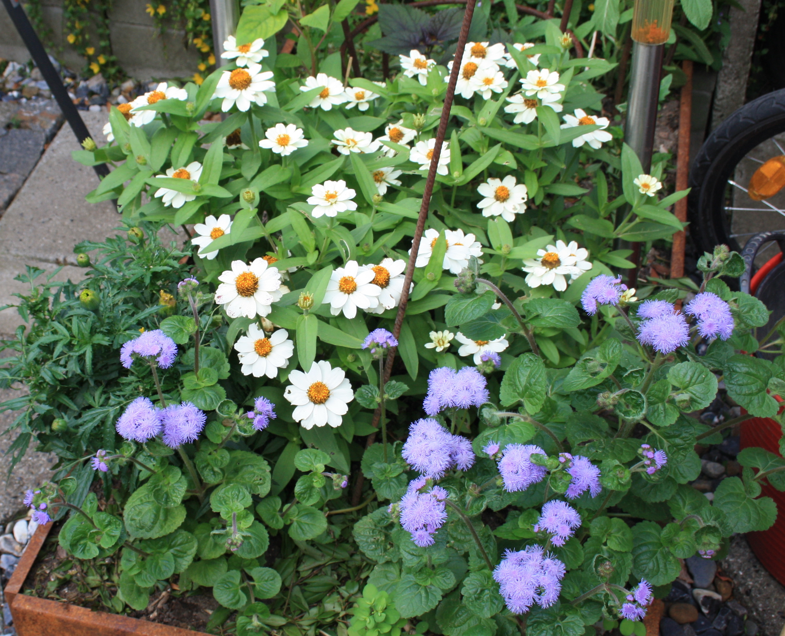 Asters2