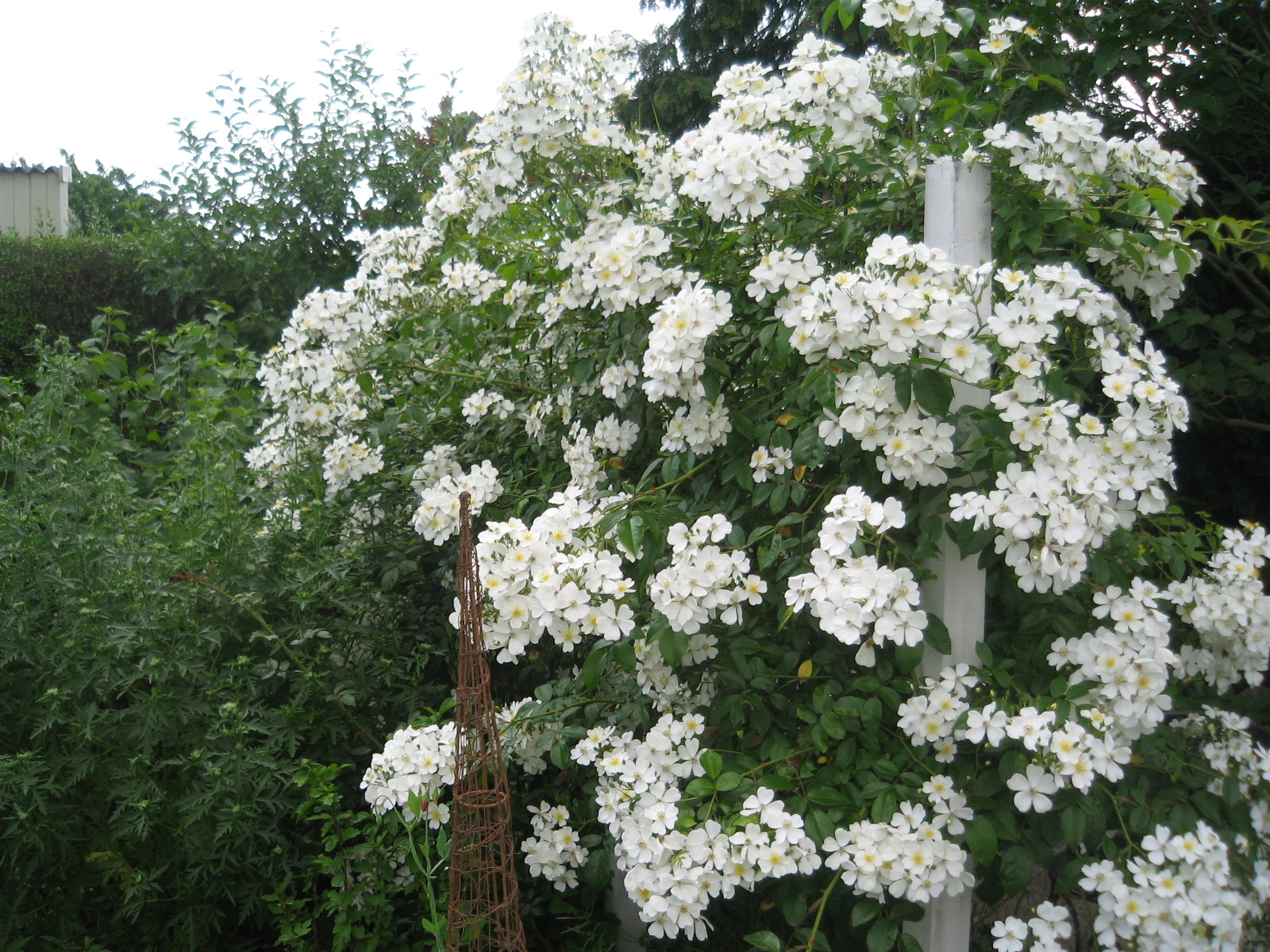 Jasmin