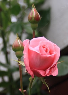 Roser2