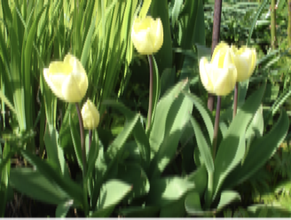 Tulipan 3