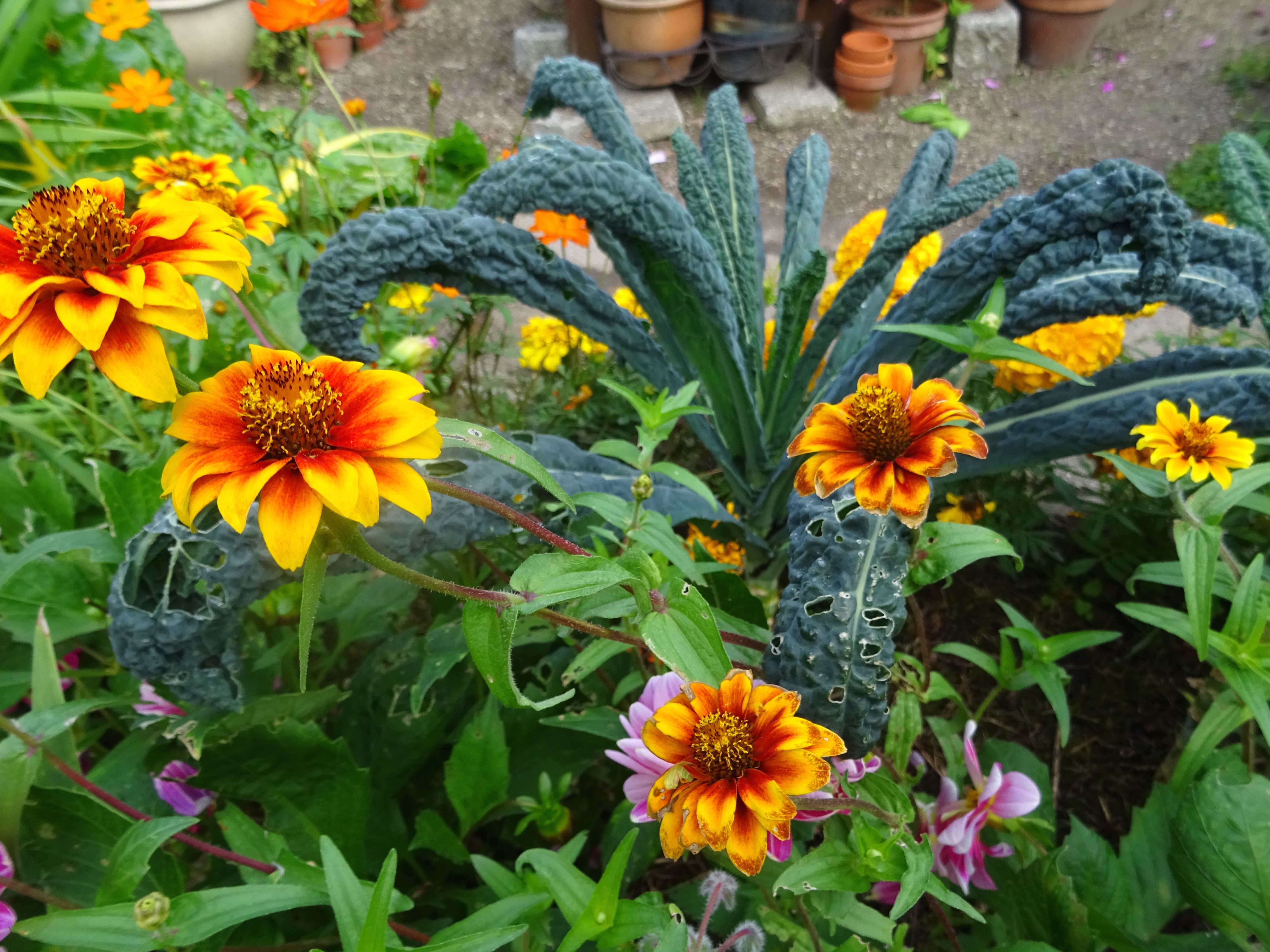asters3