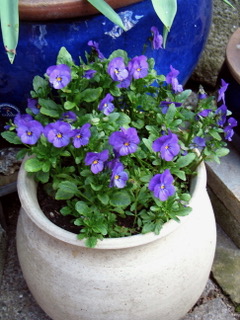 Hornviol
