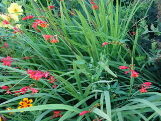 Montbretia