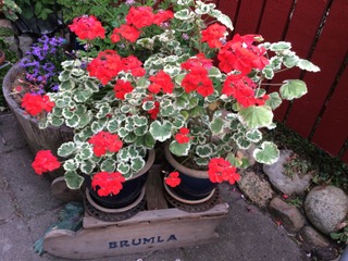 Pelargoniebedstemor