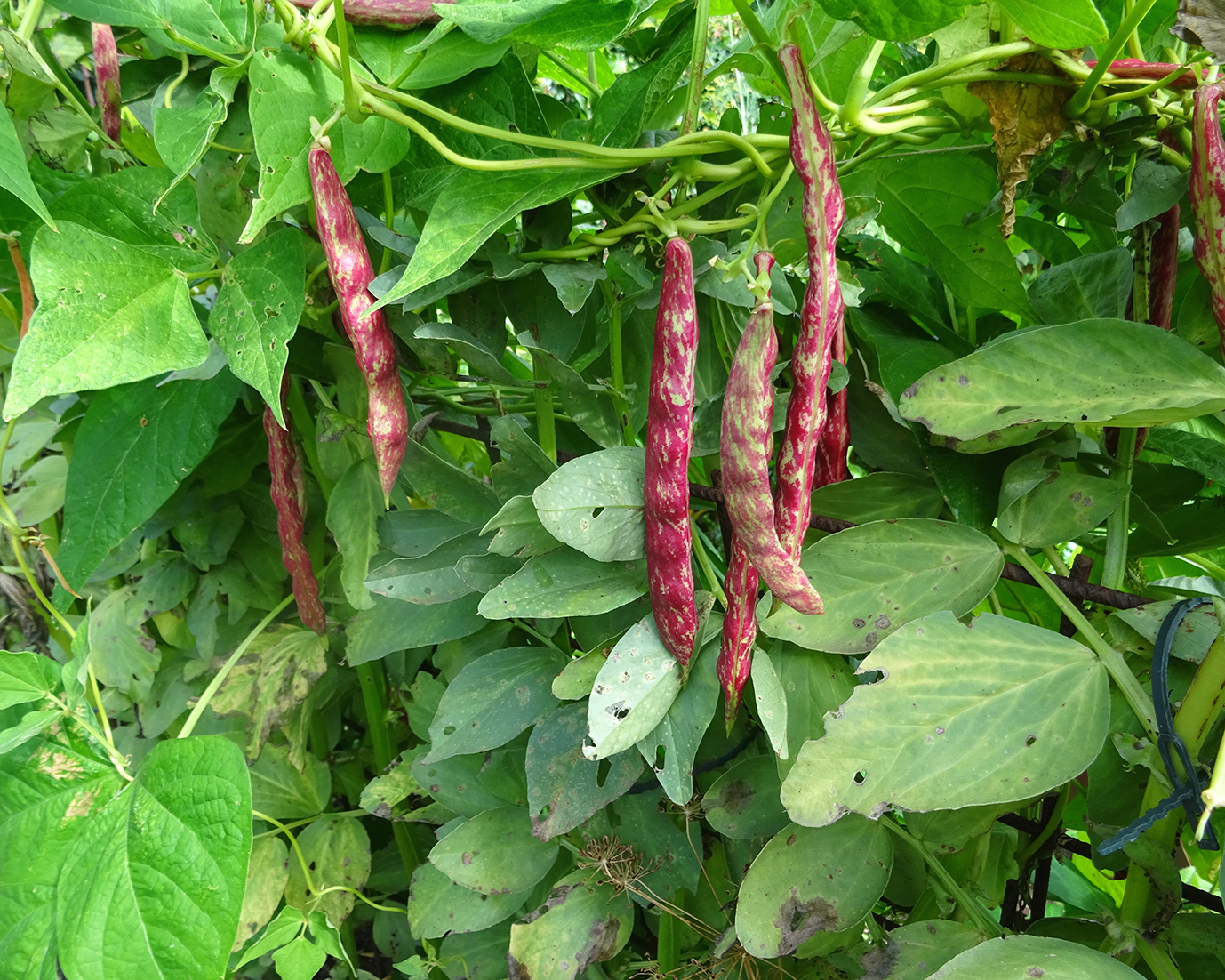 Kursus3Bolitobnner