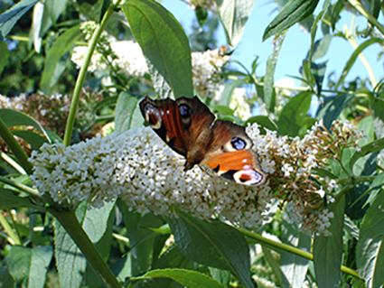 sommerfugl