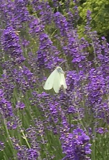 Klsommerfugl i lavendel version 2