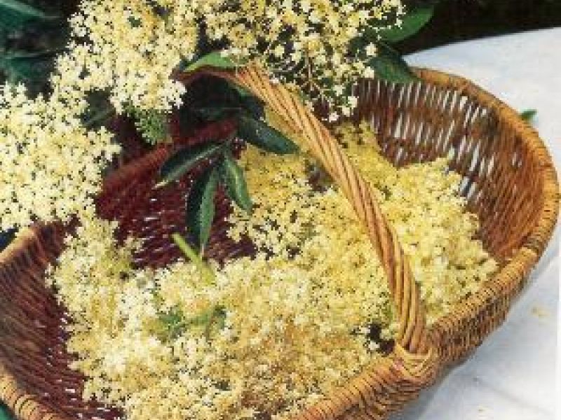 Hyldeblomstdrik