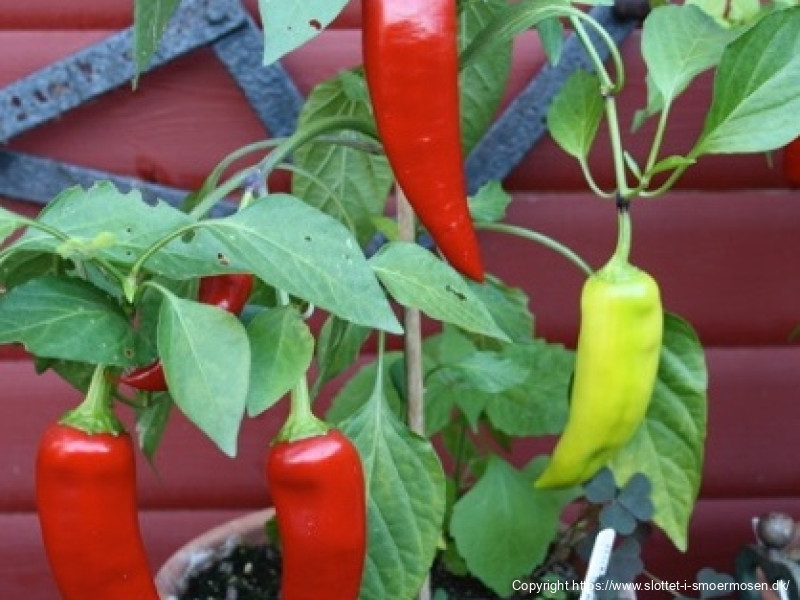 Chilisauce, stærk
