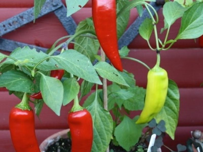 Chilisauce, stærk